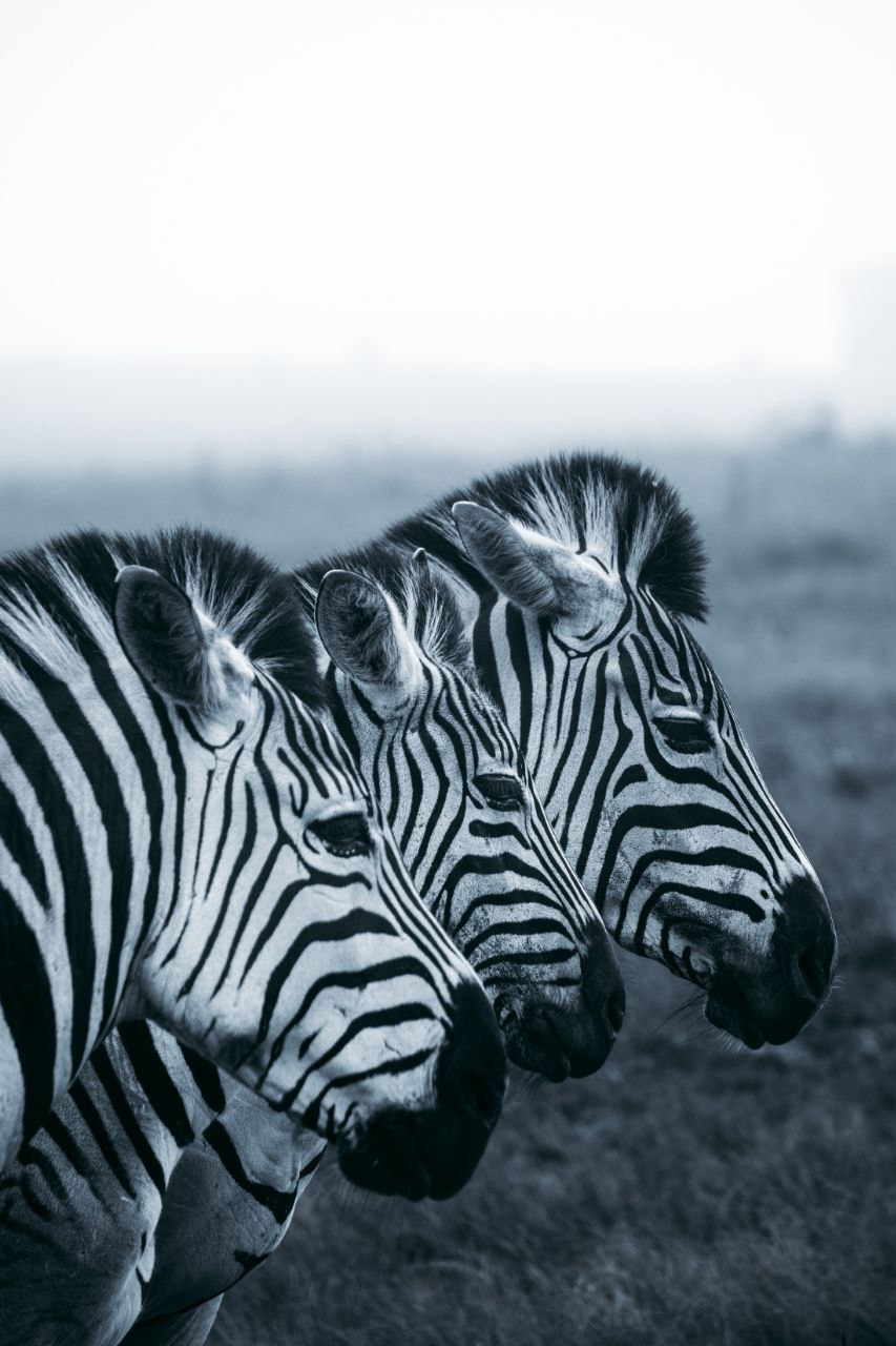 Ngorongoro